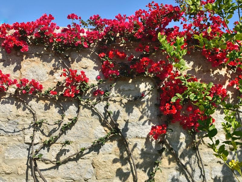 Hauswand mit Bougainvilleen Hauswand mit Bougainvilleen
