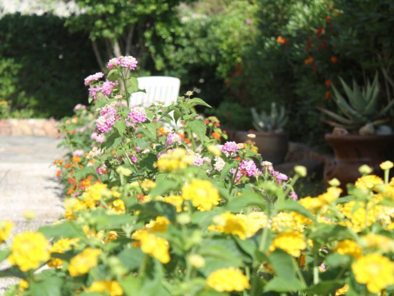 Blumen im Garten von Villa Monica Blumen im Garten von Villa Monica