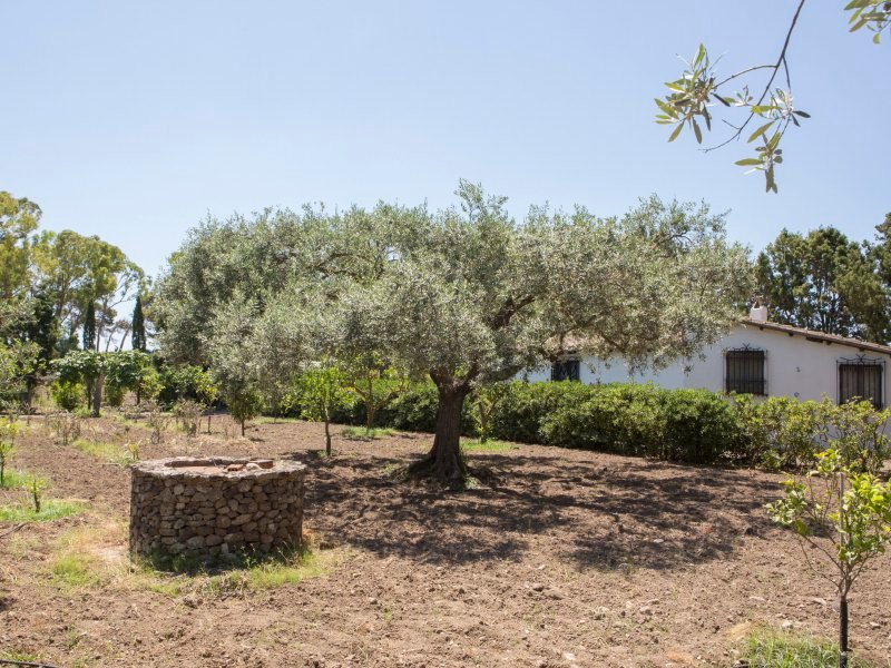 Hausansicht von Hinten mit Ulivenbaum und Brunnen Hausansicht von Hinten mit Ulivenbaum und Brunnen