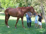 Horses