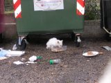 Katzen