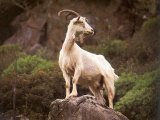 Goat Goat