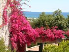 Bougainville