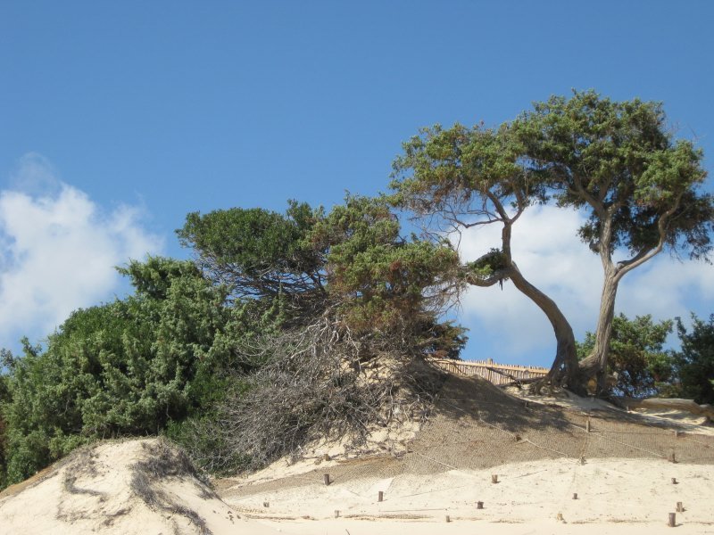 Sanddüne mit alten Ginsterbäumen in Chia, 16 km vom Haus entfernt