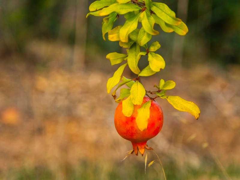 Granatapfel im Garten