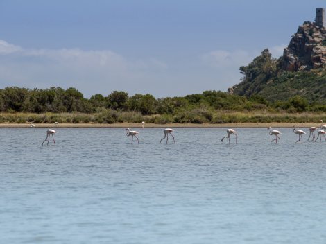 Torresalinas Flamingos