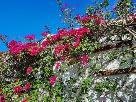 Eine rote Bougainville schmückt das Haus