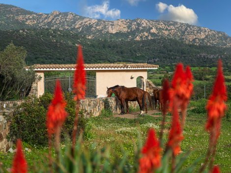 Garten vor dem freistehenden  Gästehaus